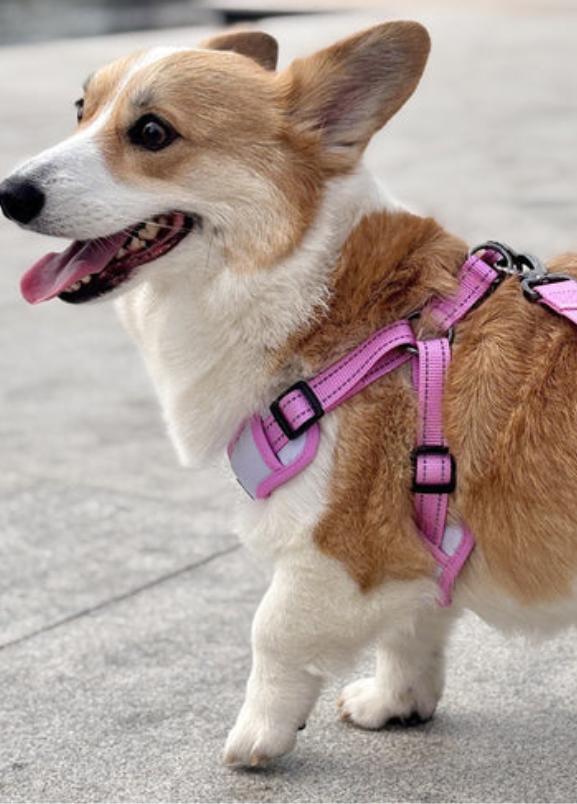 Corgi-Specific Series – Leasholic