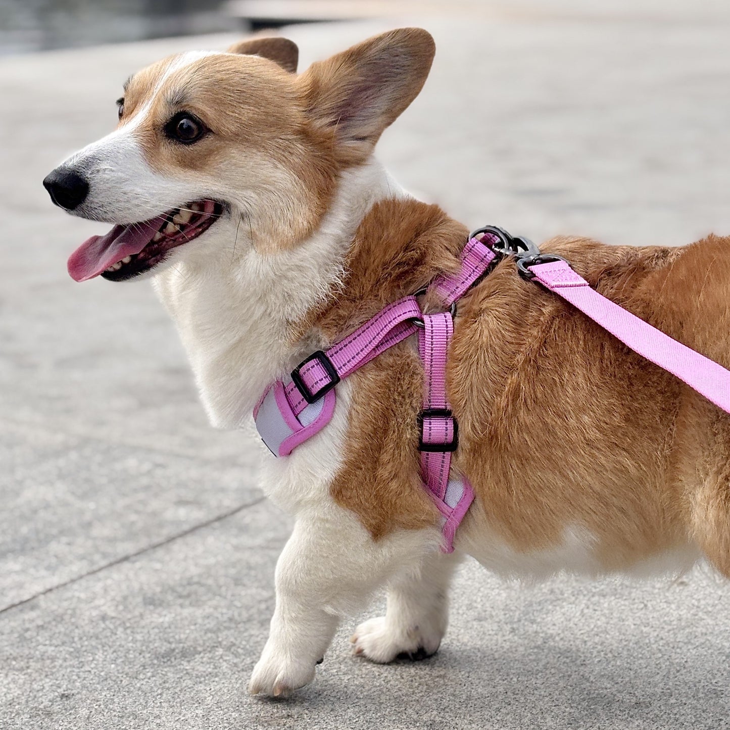 Oxford Cloth Corgi-Specific Series Harness - Crimson with White
