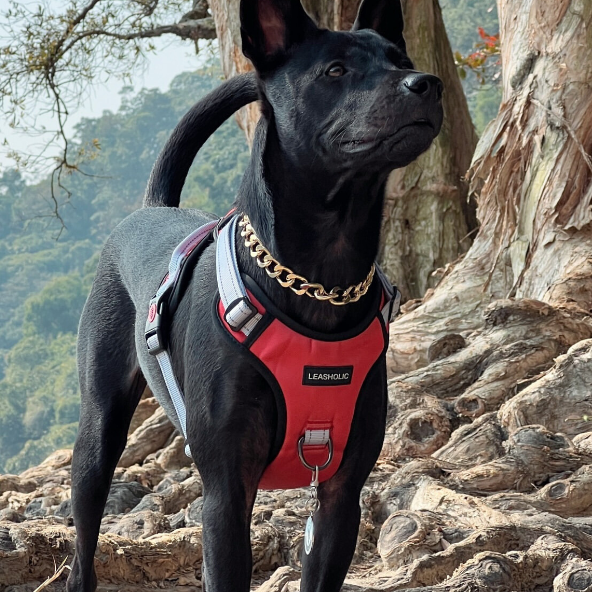 Smart Max No Pull Harness - Crimson with Black