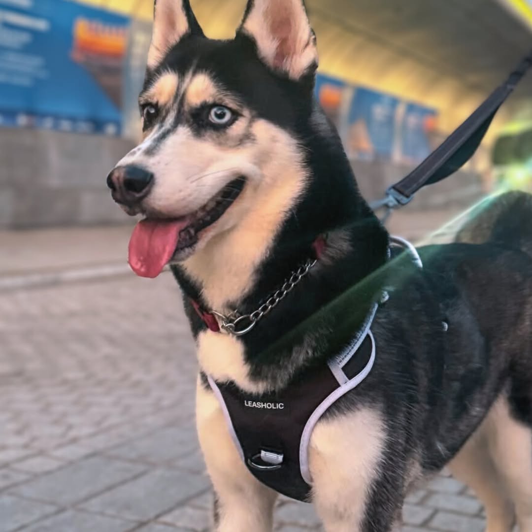 Smart Max No Pull Harness - Bright with Brown