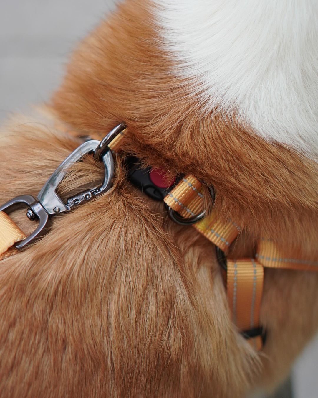 Classic Comfort Leash - Sunshine Yellow