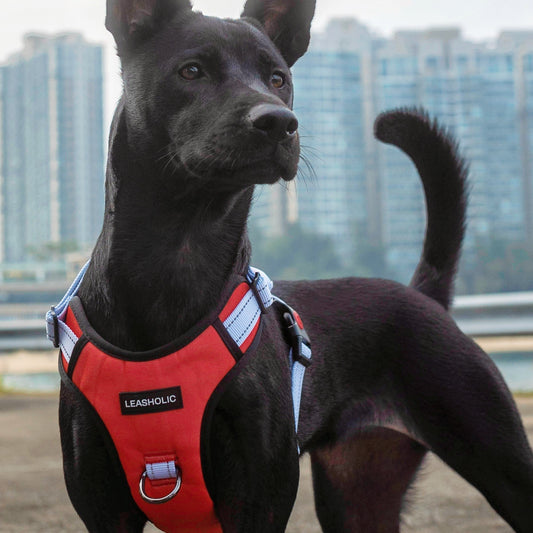 What is a Trachea-Friendly Dog Harness?