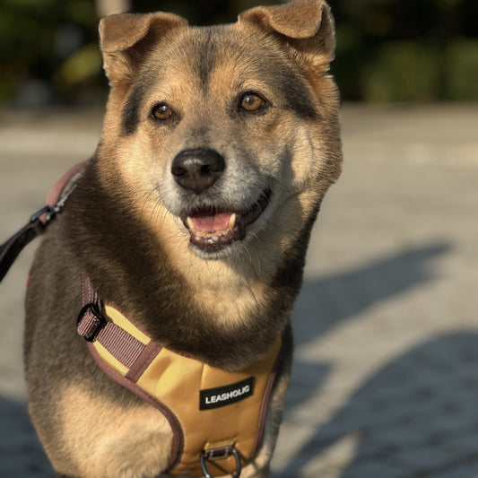 Complete Guide to Hong Kong Pet Training Organizations