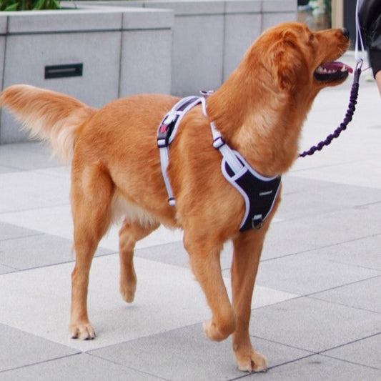 Why You Should Always Leash Your Dog During Walks