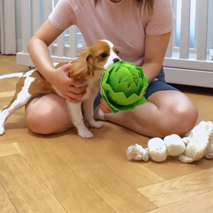 洋薊