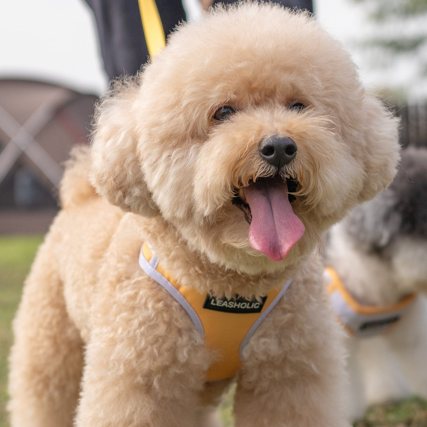 Oxford Cloth Smart Casual Harness - Bright with White