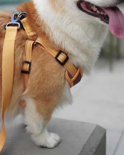 Oxford Cloth Smart Casual Harness -Navy with White